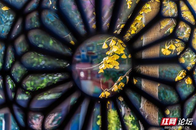 岳麓冬韵：秋色未尽处，斑斓染层林