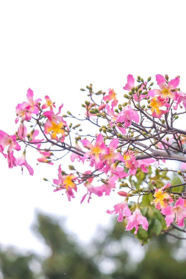 我愿意为了这道色彩，来越秀N次