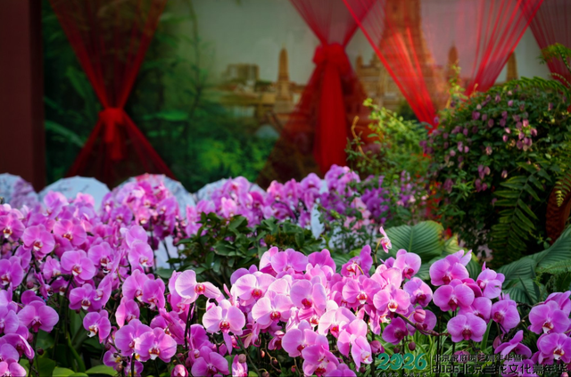 太美了！北京室内花海绽放，“兰”不住的冬日浪漫