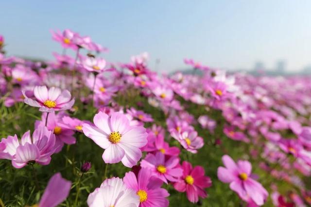 冬日粉色浪漫藏不住了！江门邀你赴约→