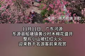 冲！打卡去！广东河源黄沙村木棉花海烂漫盛开 | 南方+拍客图片