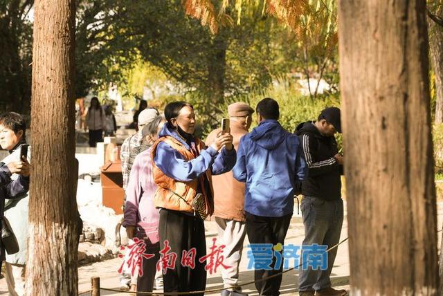 一年四季 泉在济南丨五龙潭水杉林现“银杏鹿”，落叶巧变打卡美景