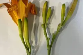 警惕！此物越新鲜越毒，现已大量上市！贵州很多人吃火锅都爱点图片