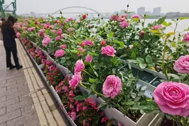 上海国际花展转型，“放下身段”用低碳理念敲开百姓家门图片