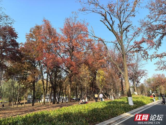 长沙人的周末：去烈士公园赴一场秋冬之约