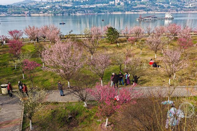 百亩梅林点染长江岸 江畔盛景美如画