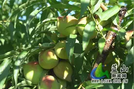 蓝山县太平圩镇合家坊村：鹰嘴桃甜蜜上市 硕果累累促增收图片