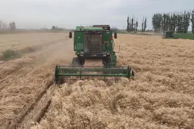 新疆兵团：小麦收割绘就田间好“丰”景图片