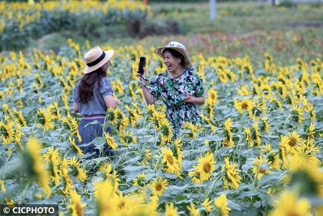 秋游花海,如行“花毯”