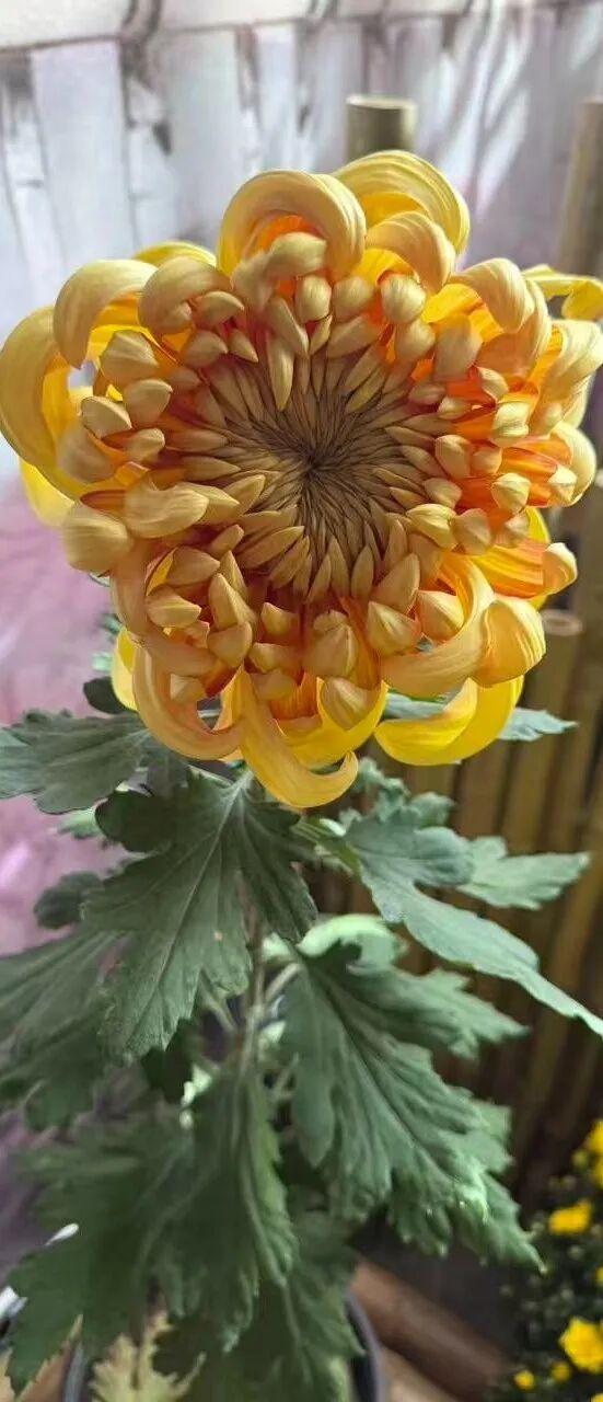 秦淮花事 | 甘熙宅第赏菊正当时（文末有彩蛋）