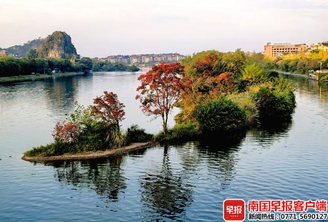 层林尽染，“枫”景如画！桂林开启浪漫赏叶季