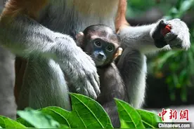 广州长隆长鼻猴家族新成员“森怡”亮相图片