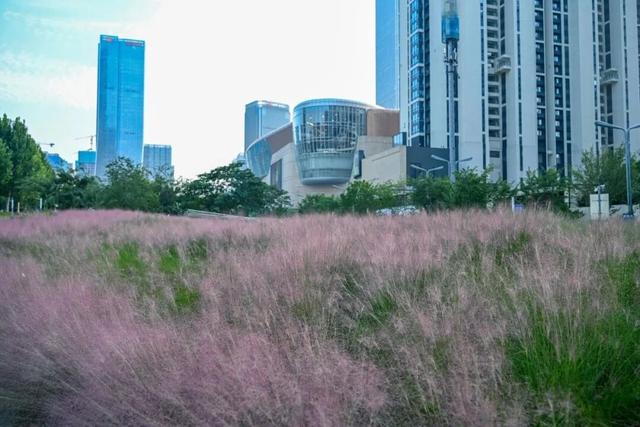 热门消息-济南的秋天，是懂“配色”的！(5)