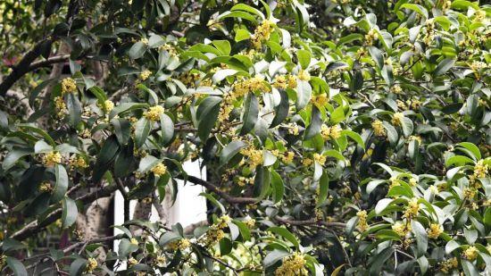 上海第一缕桂花香已到货！秋季“限定款”来了