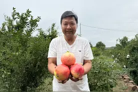 “红”满园！郏县软籽石榴喜获丰收图片