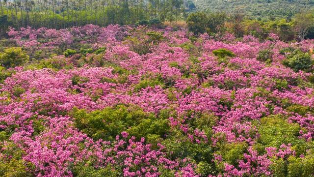 周末去打卡！南宁四大花海上线，20℃暖冬赏花攻略一键收藏！