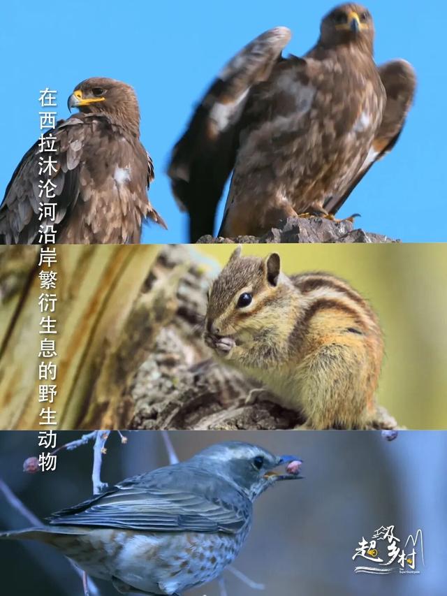 10月秋景顶流旅游地，摄影师盛赞的“北疆一绝”，7日换7色。看纪录片《西拉沐沦》赏赤峰秋色