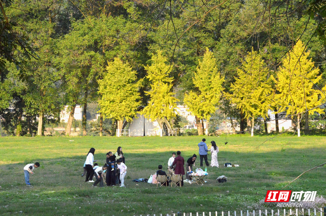 慈利县琵琶花海：银杏黄 游人忙   (组图）