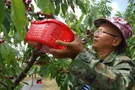 陆良车厘子抢先上市 “五一”“近”享采摘乐图片