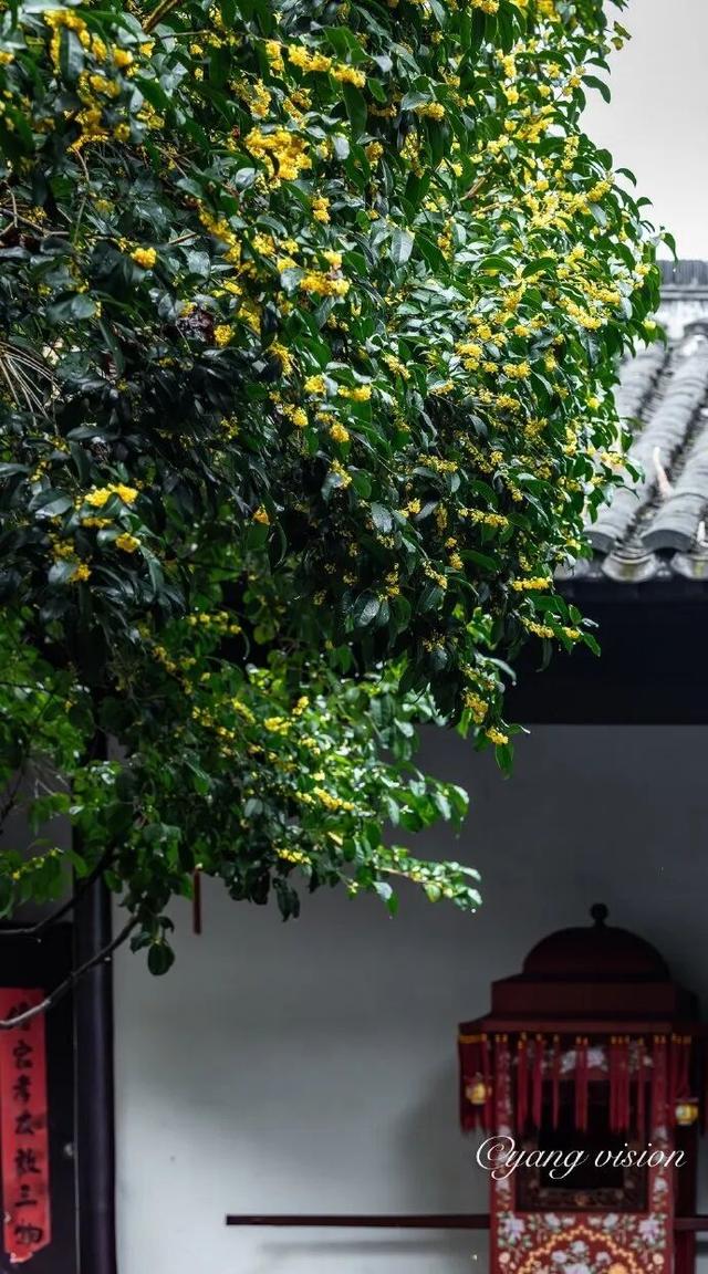 怎么能错过秦淮的秋天呢？