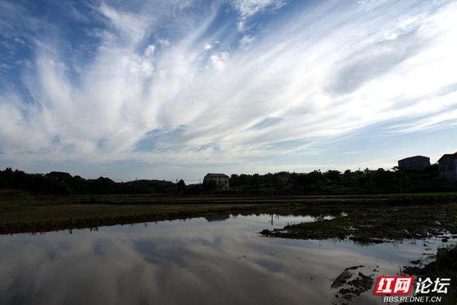高清湖南丨岳阳云溪乡村游记：当钢筋铁骨遇上柔软稻浪