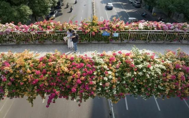 刷屏朋友圈！11月的浪漫被TA承包了，这场缤纷花事太治愈！