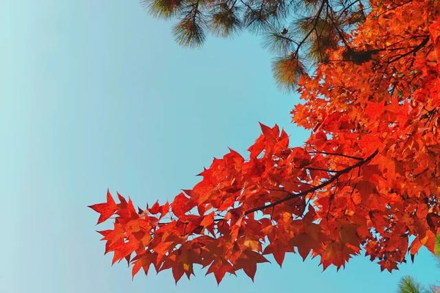 你好，青原山 | 这抹初冬红韵，藏着最热烈的山野浪漫
