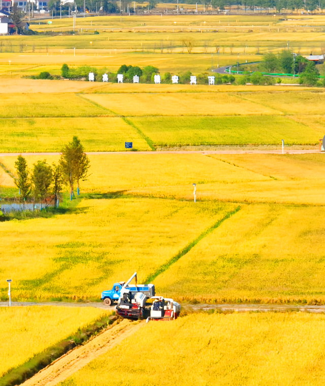 丰收宴、打糍粑 、85折券逛吃...长沙县首届徒步健身走报名启动→