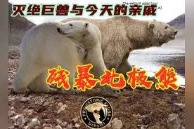 【灭绝巨兽与今天的亲戚】残暴北极熊图片