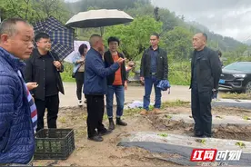 永定区合作桥乡：抢抓农时忙春耕 烟苗移栽正当时图片