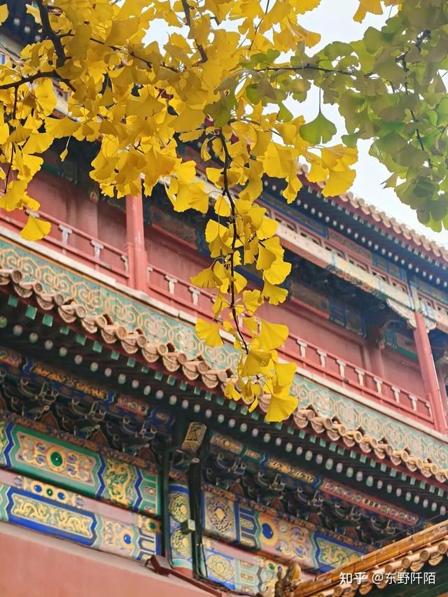 如何描述“北京的秋”？这是一期有温度的推送……