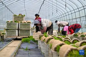 天津小站稻进入插秧季图片