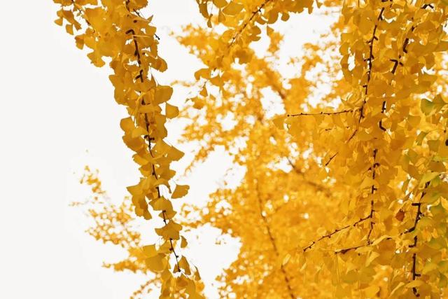 藏不住！秋天的莲都街头，绝美~