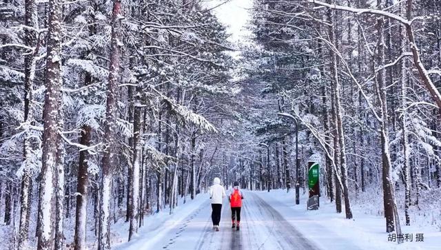 今日立冬|总有一个冬天 要来趟净月潭