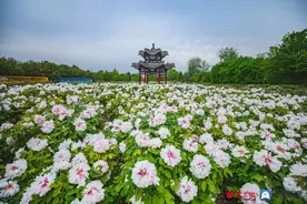 菏泽牡丹文化旅游节怎么玩？最全攻略看这里！图片