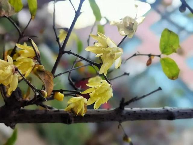 冬天，遇见不一样的潍坊！