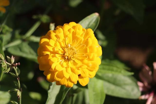 百日菊盛放铜城 邂逅初秋“花”样浪漫