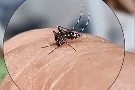 夏季防蚊虫叮咬，这份攻略不可少！图片