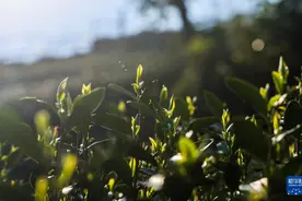 西湖龙井茶正式开采图片