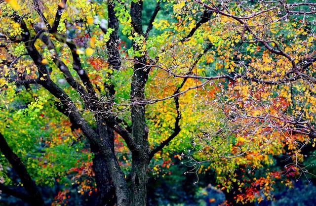 在上海市区的免费公园，一棵五彩树就是一场盛大的秋天！