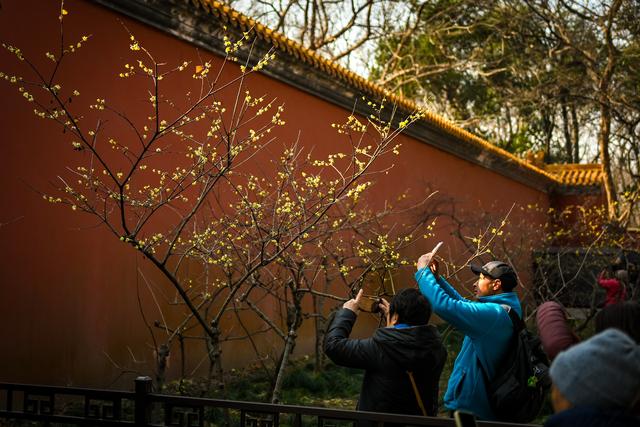 蜡梅飘香伴红墙 邂逅金陵独有的冬日浪漫
