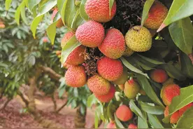 南山荔枝两大当家品种今年预计减产八成 价格或创20年新高图片