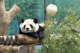 国际熊猫日，杭州动物园顶流卖萌，“春生”和“香果”：大家都不白来图片