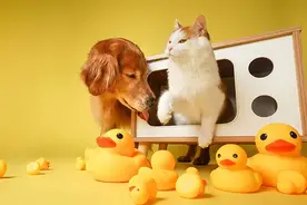 行研精选丨宠物经济景气持续；小米玄戒O1开始大规模量产图片