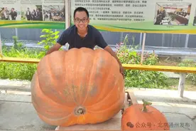 北京城市副中心博士种出660斤巨型南瓜图片