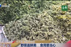 多人送医！河南人爱吃的这种野菜，这类人吃了“要命”图片