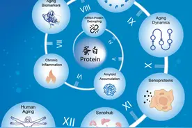 中国科学家揭秘“衰老时间表”：30岁就开始了图片
