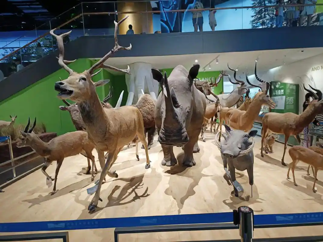 暖和又好逛！郑州适合降温天游玩8个室内场馆推荐