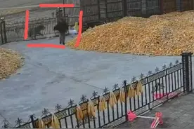 纵览热点｜“黑龙江七台河某村有老虎出没”后续：省林草局已派员赶赴现场，被咬伤村民正在医院接受救治图片