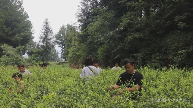 跨省“候鸟”栖居黔山，扇动百亿清凉经济